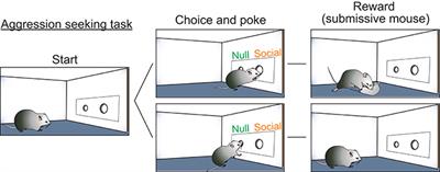 Ventromedial Hypothalamus and the Generation of Aggression